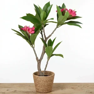 Cheqo® Kunstplant Plumeria - Frangipani Nepplant - Kunstboom met Bloemen - Kunstbloem Roze Groen - Tropische Kamerplant - Levensecht voor Binnen in Pot - Sierplant - Decoratie voor Woonkamer Slaapkamer en Kantoor - Bloesem